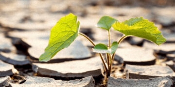 Bitkiler strese tepki veriyor