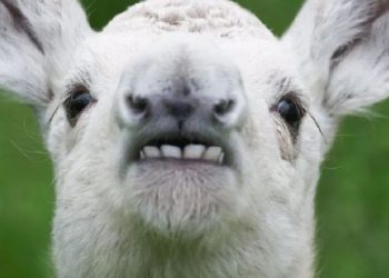 Avcılar Çok Ender Görülen Beyaz Geyik Yavrusu Buldu… Yavru Sevimliliğiyle Mest Etti