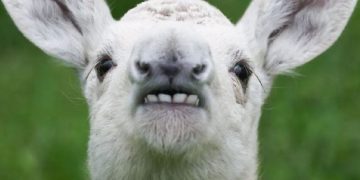 Avcılar Çok Ender Görülen Beyaz Geyik Yavrusu Buldu… Yavru Sevimliliğiyle Mest Etti