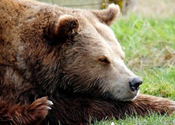 Beşerler da Kış Uykusuna Yatabilecek… Bilim İnsanları Bu Teknolojiyi Üretmeyi Başardı