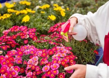 Böceklenen çiçeğinize ayrıntılı bir bakım çiçeğinizi hayata döndürecektir. Kimyasal ilaç kullanmadan ne yapılabilir?