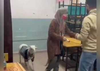 İstanbul’da bir vatandaş oy kullanmaya kuzusu ile birlikte gitti