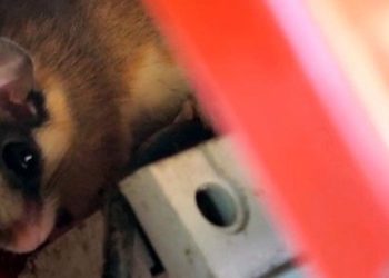 Jenerasyonu Tükenmek Üzereydi, Bolu’da Ortaya Çıktı