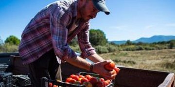 Karşıyaka’nın Yamanlar domatesi İzmir’in 17 ilçesine yayılıyor