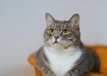 Kediler bizi şaşırtmaya devam ediyor: Sahiplerinin Onlarla Konuştuğunu Anlayabiliyor!