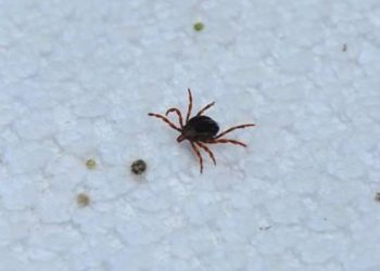 Kene kâbusu başladı! Bir kişi hayatını kaybetti