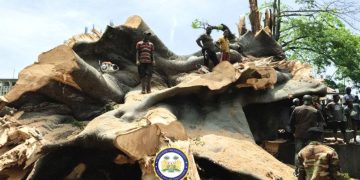 Kent etrafına kurulmuştu! 200 yaşında… Devasa ağaç fırtınaya direnemedi