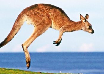 Kuyruğu üstünde durabilen kanguru viral oldu