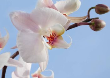 Orkide Nasıl Bakılır? Orkidelerin aylarca çiçek açmasını sağlayacak kolay yöntemler!