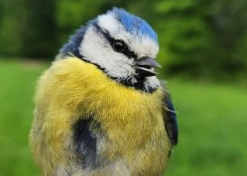 Ormanya Kuş Halkalama İstasyonu kuruldu