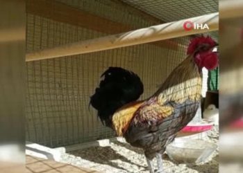 Öterken bayılan horoza 25 bin liralık arabayla takas teklifi