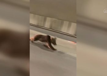 Rize’de tünelde bir ayı koşarken görüntülendi