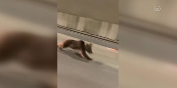 Rize’de tünelde bir ayı koşarken görüntülendi