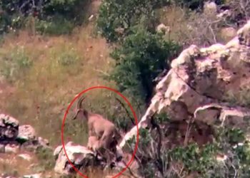 Siirt’te yaban keçisi, yavrularını emzirirken görüntülendi