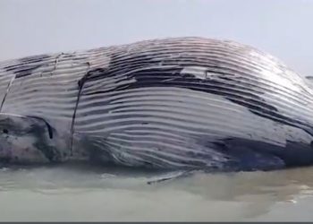 Şiştikçe Şişiyor! Patlama Uyarısı Yapıldı