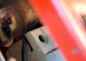 Tam yedi ay boyunca uyuyan ağaç yediuyuru Göynük’te elektrik panosunun içinde bulundu