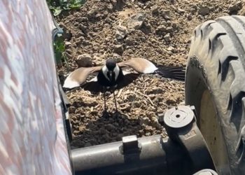 Tarladaki Yuvasını Korumak İsteyen Kuşun Traktörü Durdurduğu Anları Toplumsal Medyada Viral Oldu