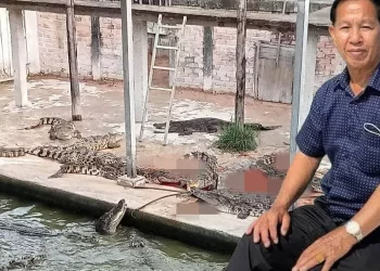 Timsahların olduğu havuza düşen çiftçinin sonu feci bitti! Geriye yalnızca tek bir ayakkabısı kaldı