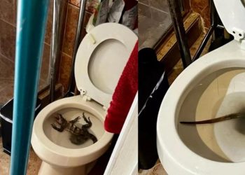 Tuvalete gittiğinde klozetin içinde gördüğü görünüme inanamadı! Bu hayvan buraya nasıl geldi!