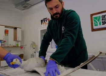 Yaralı martıya Büyükşehir şefkati