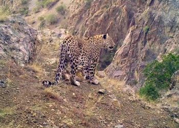 Anadolu leoparı fotokapana yakalandı