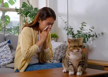 Akıllı mamalar, kedi alerjilerini ortadan kaldırabilir