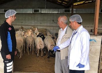 Bayrampaşa’da kurbanlıklar kontrol altında