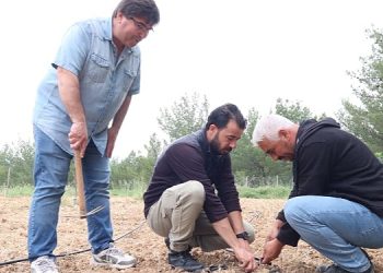 Bornova Kınalı Bamyası’na muhafaza kalkanı
