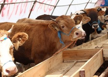 Çankaya Belediyesi Kurban Bayramı’na Hazır