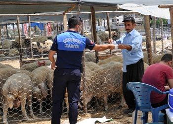 Çukurova kurban satış yerleri