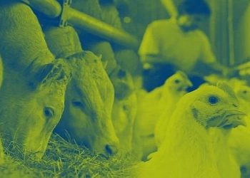 Hayvan Beslemenin Global Başkanı Nutreco, 2022 Sürdürülebilirlik Raporu’nu Yayınladı