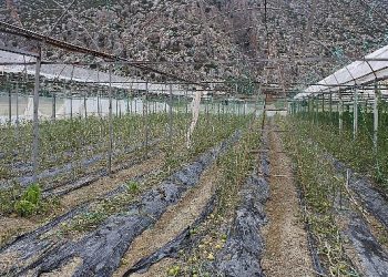 Korkuteli Kayabaş’ı hortum ve dolu vurdu