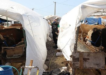 Kurban pazar yerleri ilaçlanıyor