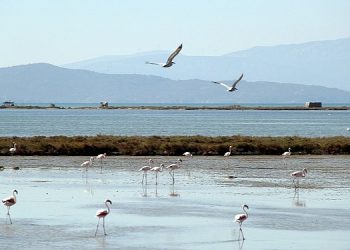 Kuş Cenneti’ne anjiyo: 40 km yatak temizlenecek
