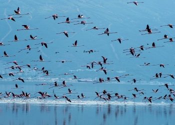 Lider Soyer Çiğli Arıtma Tesisi’ndeki çalışmaları inceledi İZSU’dan pak Körfez için tarihi adımlar