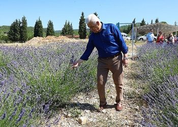 Muğla Büyükşehir Lavanta Bahçesi Yeni Döneme Hazır