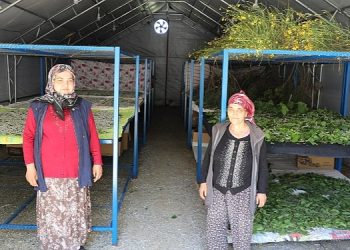 Muğla Büyükşehir’in Desteklediği İpekböcekçiliği Üretiminde Yüzler Gülüyor