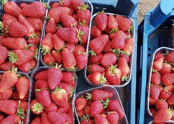 Muğla’nın Çilekleri Migros Raflarında