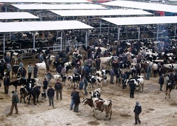 Ödemiş’te kurban satış ve kurban kesim yerleri muhakkak oldu