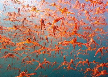 Okyanustaki Casus: Derin Denizlere Kameralarla Seyahat