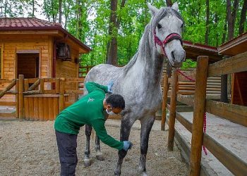 Ormanya bayrama hazır