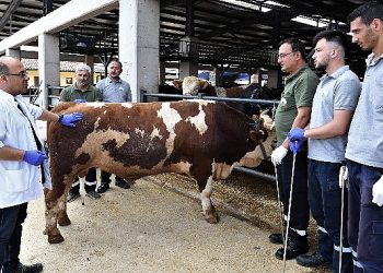 Osmangazi’de kurban yakalama timleri misyona hazır