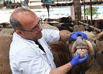 Osmangazi’de yaşına girmemiş ve hamile hayvanların satışına müsaade verilmiyor
