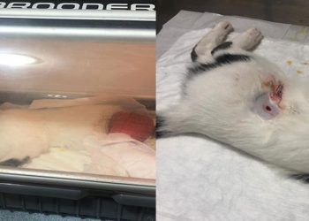 Tüfekle vurulan ‘Köpük’ isimli kediye platin takıldı