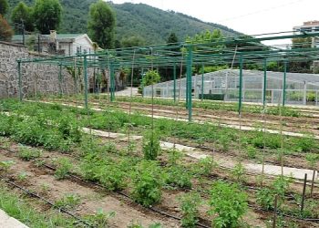 Tugay “Yerel tohumları koruyor ve toprakla buluşturuyoruz”