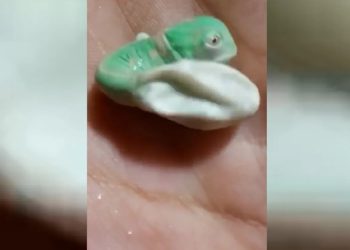 Yavru bukalemunun yumurtadan çıktıktan sonra birinci defa renk değiştirdiği anlar viral oldu