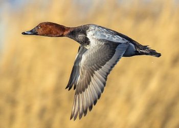 Yeniden Avcıların İstediği Oldu, Jenerasyonu Tehlike Altındaki Çeşitlerin Avlanılmasına Müsaade Verildi.