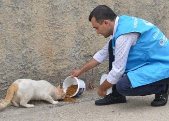 Yenişehir Belediyesi sokak hayvanlarını yalnız bırakmıyor