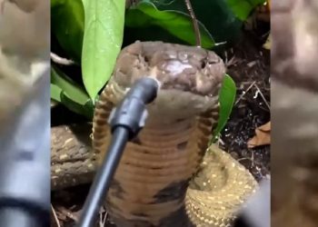 Yılana bu türlü su içirdiler… O anlar viral oldu