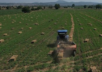 434 Dekar Topraktan Elde Edilen Kaba Yem Üreticiye Dağıtılacak